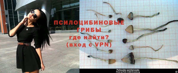 гашик Белокуриха