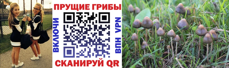 где можно купить наркотик  Вязники  Галлюциногенные грибы MAGIC MUSHROOMS 